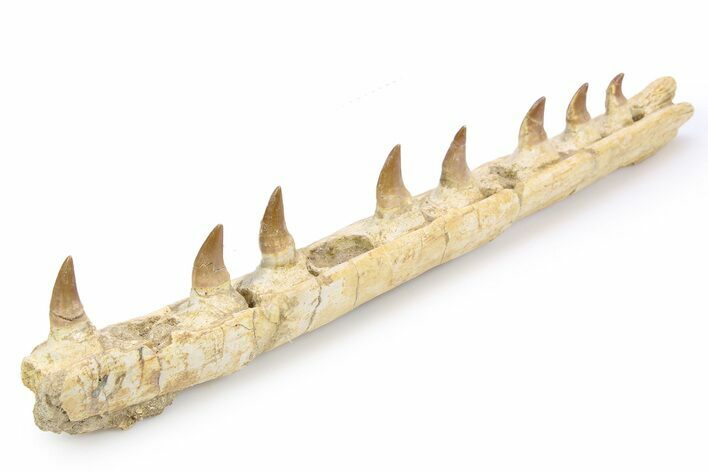 Mosasaur (Eremiasaurus?) Jaw with Eight Teeth - Morocco #260376